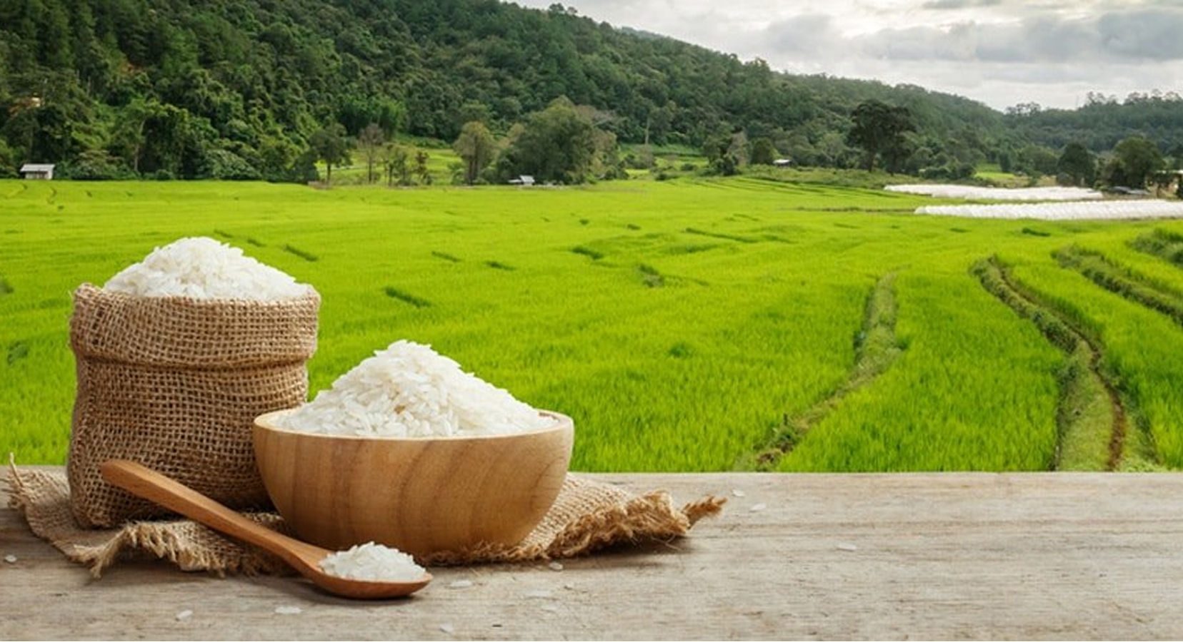 From Indian Fields to Global Plates