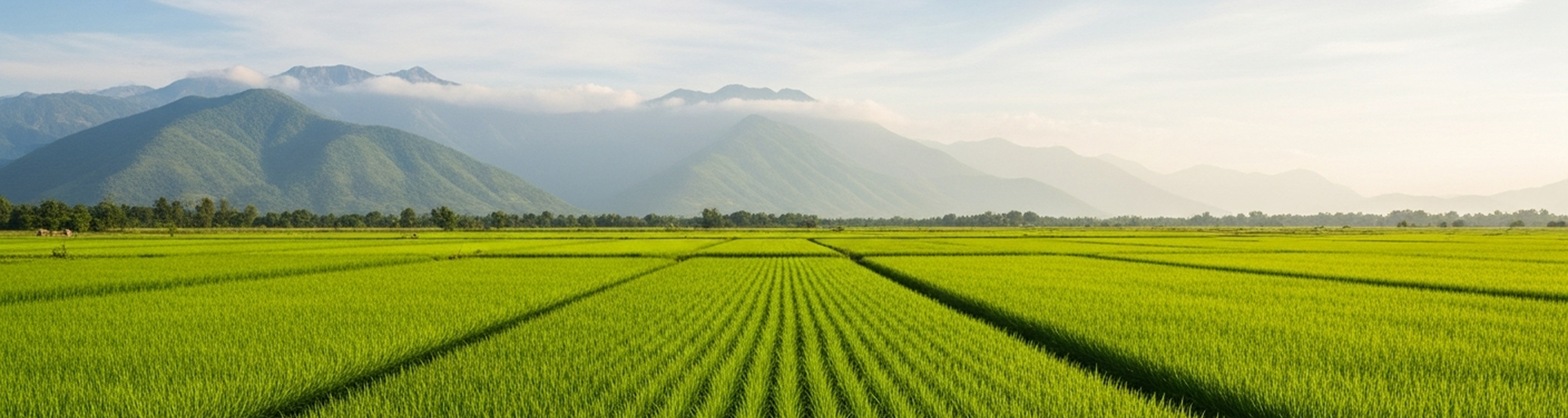 Rice Field